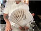 scallop shell size